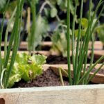 green plant on brown wooden pot